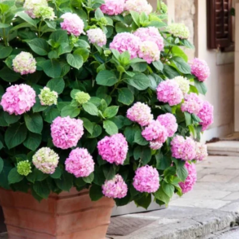 70% OFF-Outdoor Artificial Hydrangea Flowers💐