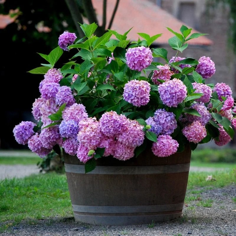 70% OFF-Outdoor Artificial Hydrangea Flowers💐