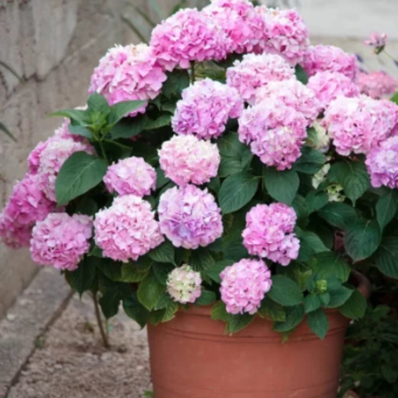 70% OFF-Outdoor Artificial Hydrangea Flowers💐