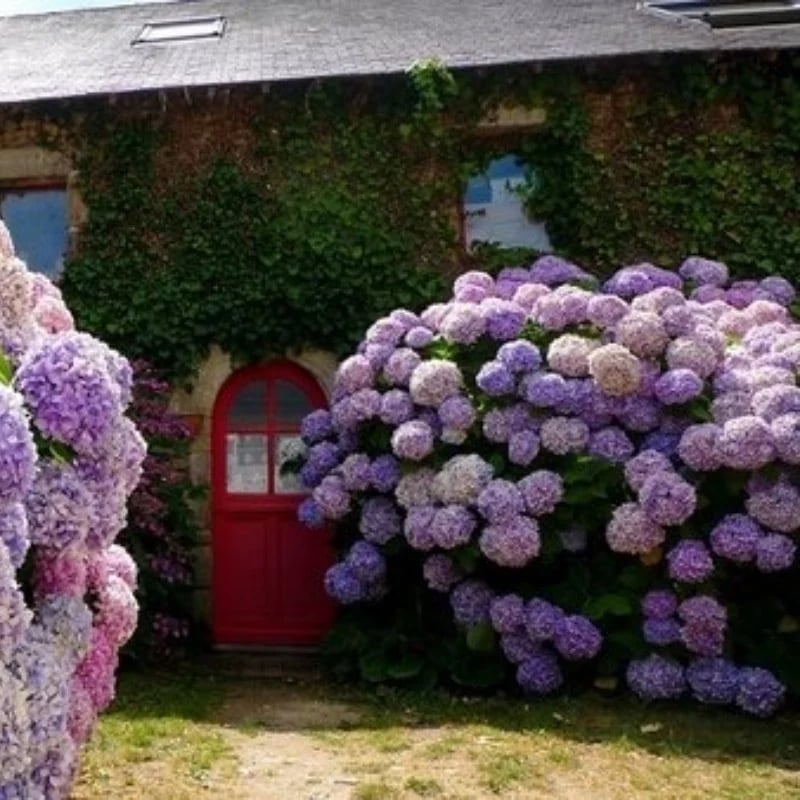 70% OFF-Outdoor Artificial Hydrangea Flowers💐