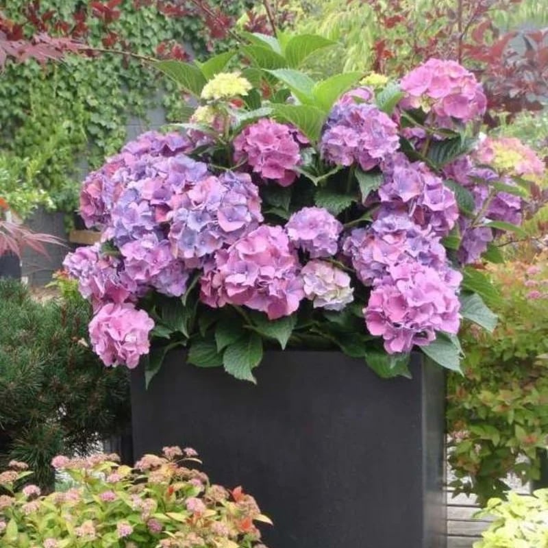 70% OFF-Outdoor Artificial Hydrangea Flowers💐