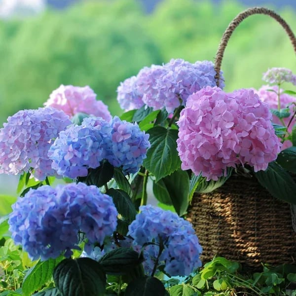70% OFF-Outdoor Artificial Hydrangea Flowers💐