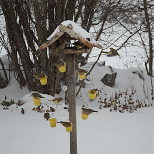 Imsgurus🔥Ferris Wheel Bird Feeder