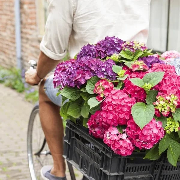 70% OFF-Outdoor Artificial Hydrangea Flowers💐