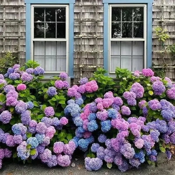 70% OFF-Outdoor Artificial Hydrangea Flowers💐