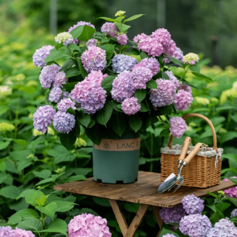 70% OFF-Outdoor Artificial Hydrangea Flowers💐