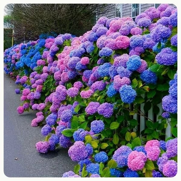 70% OFF-Outdoor Artificial Hydrangea Flowers💐